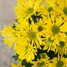 In ogni stagione, ci sarà sempre un fiore. 